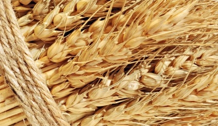 Заморозки в США підтримують ціну пшениці