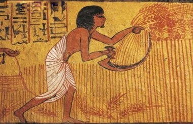 Єгипет активізував тендерні закупівлі пшениці