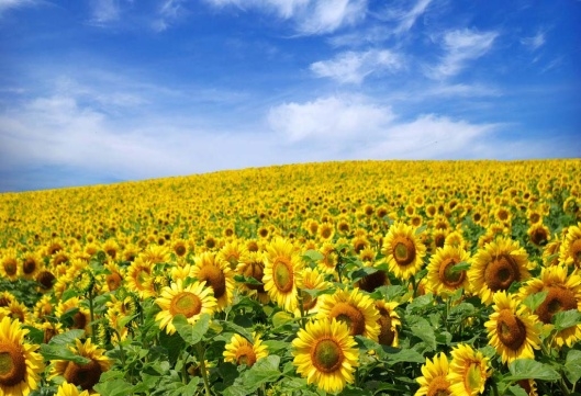 Під врожай 2016 р. в Україні соняшником засіють рекордну кількість площ