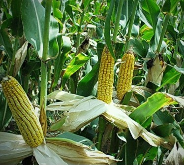 Drought greatly reduces the corn crop in Brazil