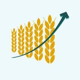 Після спекулятивного обвалу ціни пшениці в США розпочалося спекулятивне зростання