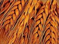 Dry weather raises the price of wheat in the United States 