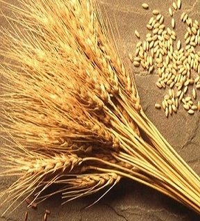 Distribution coronavirus lowers the price of wheat