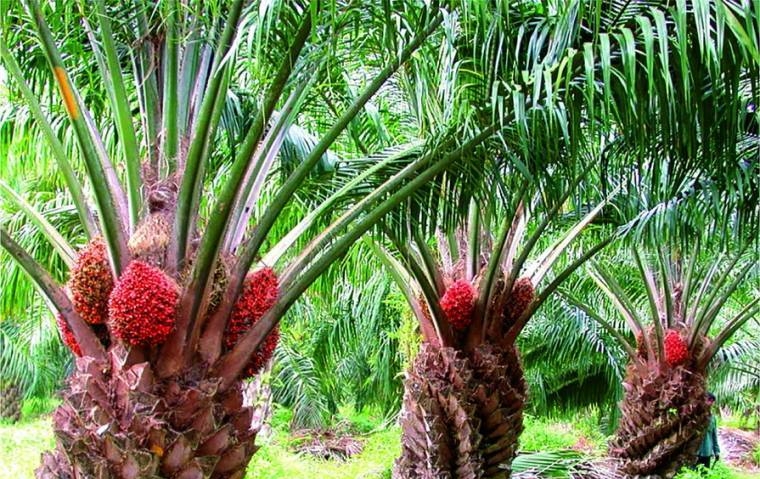 Palm oil prices reached a record 1300 $