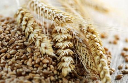 The increase in the price of wheat on the stock exchange remains speculative