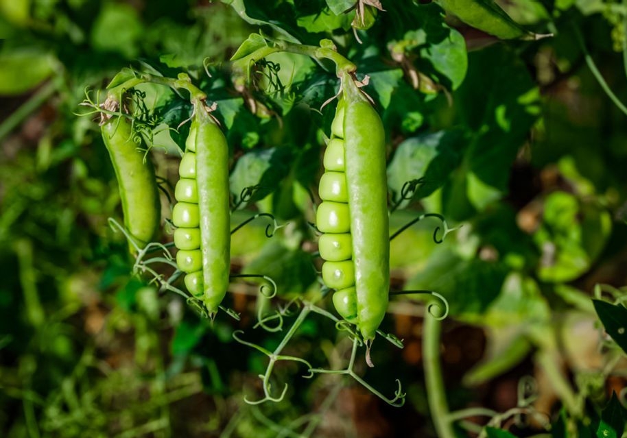 Prices for peas in Ukraine rose after the resumption of supplies to India