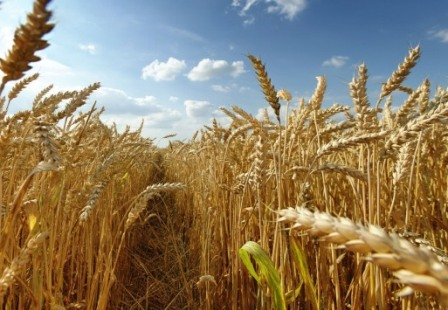 The price of wheat has fallen because of the projected U.S. precipitation