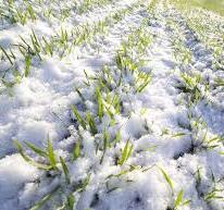 Russia increased the sowing area of winter wheat to a record harvest