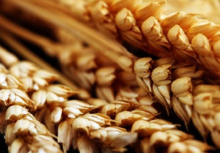 The Egyptian tender cools the wheat market