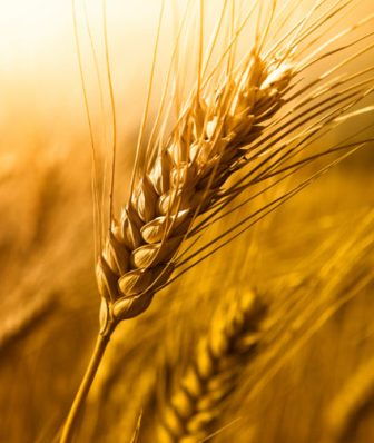 Світові ціни на пшеницю падають, але в Україні ростуть