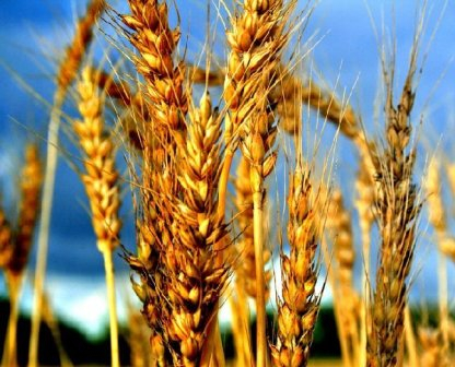 After the speculative growth of wheat exchanges is a price adjustment