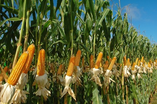 Corn prices rose sharply despite the" bearish " July balance of supply and demand of the USDA