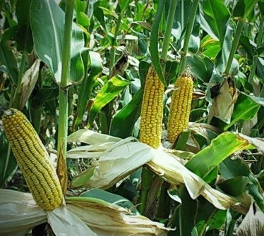 The reduction in exports lowers the price of corn in the United States