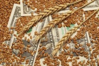 Зростає ціна основних зернових на умовах СРТ