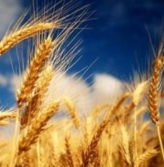 A bearish USDA report lowered wheat prices