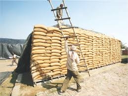 Египетский GASC закупил всего два грузы пшеницы - самой дешевой из предложенных