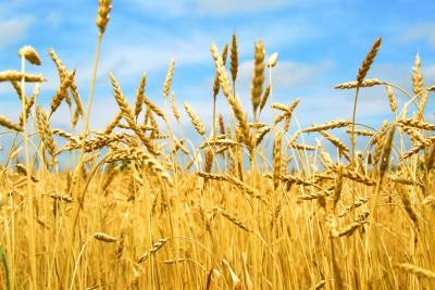 Wheat exchange USA has again accelerated the growth of