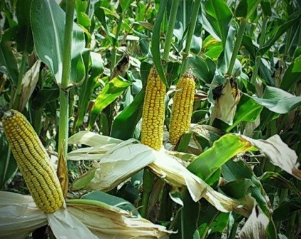 Weather corrects the acreage under maize 
