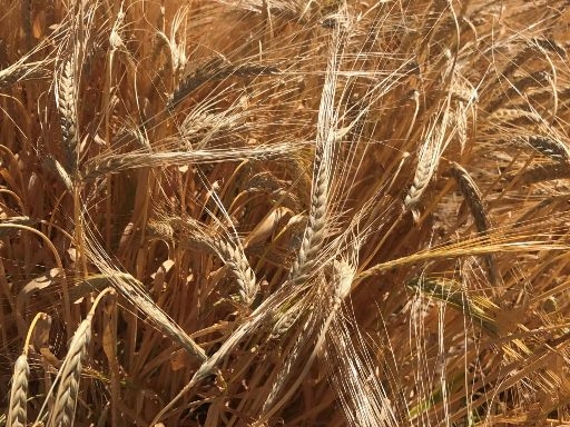 Цены на пшеницу выросли из-за снегопадов в США