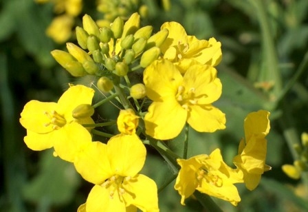 Rapeseed prices are falling despite the forecast of reduced production in the EU