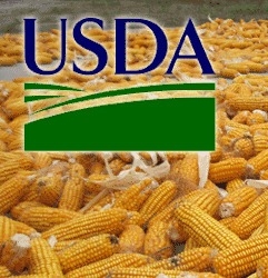 The USDA increased the forecast of corn production 