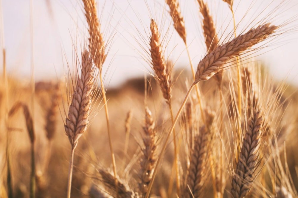 Wheat prices are supported by forecasts of a reduced harvest next season