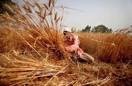 The shortage of wheat in India, support prices in Ukraine 
