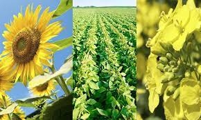 Погода способствует уборке урожая в Украине, а увеличение предложений масличных пока не привело к снижению цен