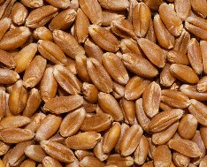 Египет закупил пшеницу на 5 долларов дороже предыдущего тендера