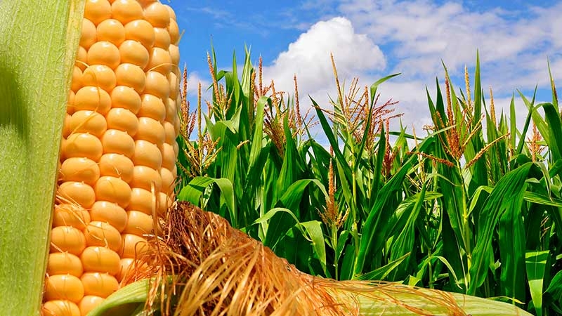 Цены на кукурузу в Украине опускаются под давлением логистических проблем в портах