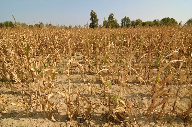 Новая волна жары в США и Европе может ухудшить состояние посевов поздних культур
