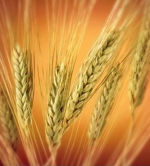 Спекулянты разогревают цены на пшеницу после Рождества