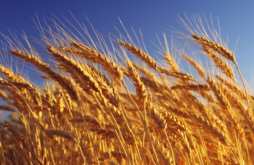 Tender in Egypt and precipitation in the United States lowered the world price of wheat