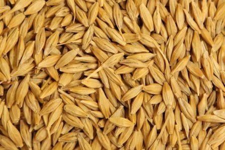 In the 2017/18 season, world stocks of barley will be the lowest for 30 years