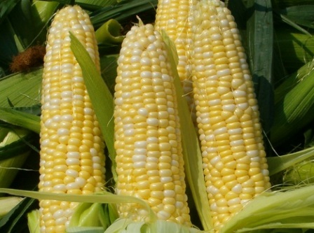 The corn market continues to fall