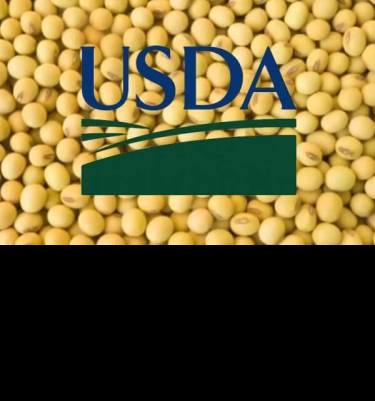 Bearish USDA report puts pressure on the price of soybeans