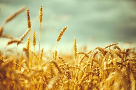 Слідом за американською почала дешевшати європейська пшениця