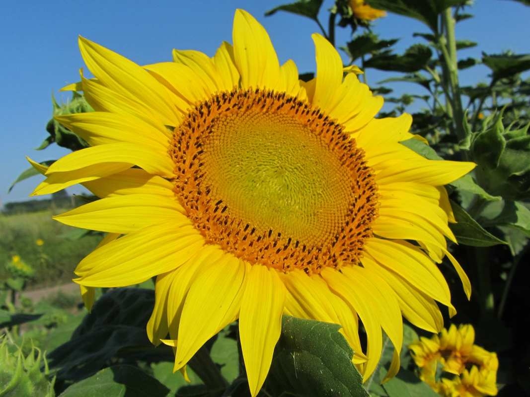 Sunflower prices fell due to decreasing prices for vegetable oil