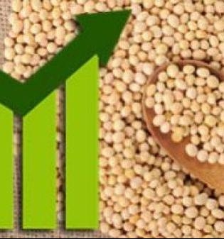 The forecast decline in production launched the price of soybeans up 