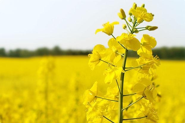 Rapeseed prices in Europe rose by 2.6% on forecasts of growth in demand from the biofuel industry