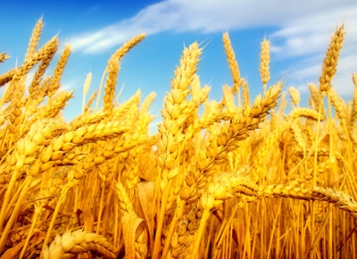 В среду пшеница в США частично отыграла предыдущее падение