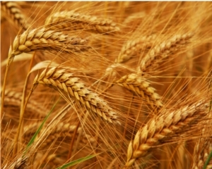 Пшеничні біржі в США ростуть всупереч фундаментальним факторам