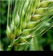 Спекулянты продолжают разогревать цены на пшеницу
