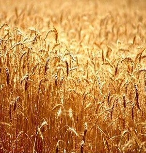 Wheat prices turned down after the previous rapid growth