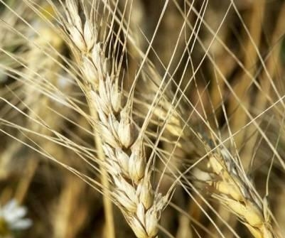 Wheat prices continued to fall after the release of the USDA report