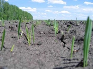 Winter crops in the main growing areas are in good condition