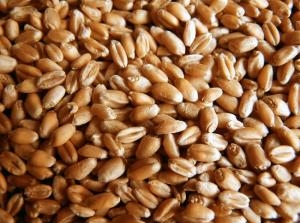 The recovery of the global markets supported wheat in the United States