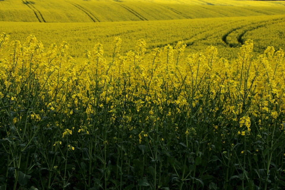 Прогнози гарного урожаю ріпаку в Україні у 2024 р посилюють тиск на котирування