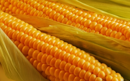 Corn on the spot market becomes more expensive