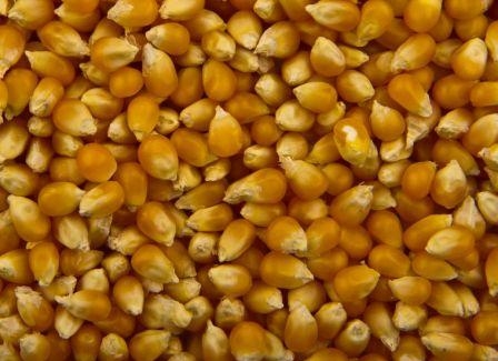 Цены на кукурузу в Украине растут, в США и ЕС – падают